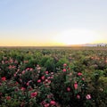 Sunset Rose Fields