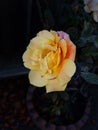 Sunset rose in full bloom