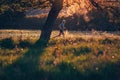 Sunset and running young man on spring meadow Royalty Free Stock Photo
