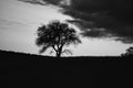 Sunset in the Saarland with a tree against which a ladder is leaning in black and white shot Royalty Free Stock Photo