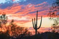 Sunset and Saguaro Cactus in Arizona Royalty Free Stock Photo