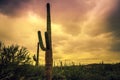 Sunset on the Saguaro Cactus Fields, Saguaro National Park, Arizona Royalty Free Stock Photo