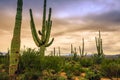 Sunset on the Saguaro Cactus Fields, Saguaro National Park, Arizona Royalty Free Stock Photo