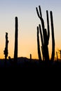 sunset in Saguaro National Park, Arizona, USA Royalty Free Stock Photo