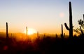sunset in Saguaro National Park, Arizona, USA Royalty Free Stock Photo