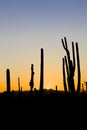 sunset in Saguaro National Park, Arizona, USA Royalty Free Stock Photo