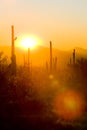 sunset in Saguaro National Park, Arizona, USA Royalty Free Stock Photo