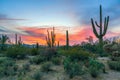 Sunset in Saguaro National Park with Saguaros in the foreground.Arizona.USA Royalty Free Stock Photo