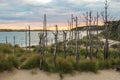 Sunset, sand dunes and dead trees Royalty Free Stock Photo