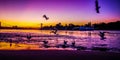 Waterbirds by Sundown over the natural sand beach shore at the riverside of the river Rhein in Cologne Royalty Free Stock Photo
