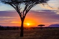 Sunset in savannah of Africa with acacia trees, Safari in Serengeti of Tanzania Royalty Free Stock Photo