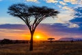 Sunset in savannah of Africa with acacia trees, Safari in Serengeti of Tanzania Royalty Free Stock Photo