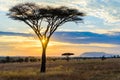 Sunset in savannah of Africa with acacia trees, Safari in Serengeti of Tanzania Royalty Free Stock Photo