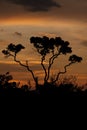 Sunset on the Savannas