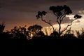 Sunset on the Savannas