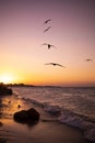 Sunset scene at the beach silhouette of flying seagull - birds Sea landscape - natural background Royalty Free Stock Photo