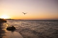 sunset scene at the beach silhouette of flying seagull - Sea landscape - natural background Royalty Free Stock Photo