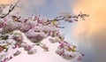 The sunset scene with bouquet cherry tree blossom flowers blooming in spring or Sakura flower in the nature Royalty Free Stock Photo