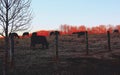 Sunset Scene of Cows Grazing in Pasture Royalty Free Stock Photo