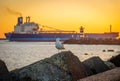 Sunset scene at the North pier Ijmuiden in The Netherlands, bird on the background with lighthouse and a ship, selective focus