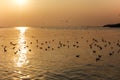 Sunset Scene with Seagulls Landscape Royalty Free Stock Photo