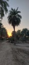 The sunset scene slope with palm trees with red light