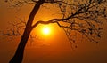 Sunset scene with sun, silhouette of branch of tree