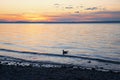 Sunset scenery at the beach with swimming seagull Royalty Free Stock Photo