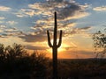 Sunset in Scottsdale, Arizona, Saguaro Cactus tree silhouetted