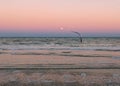 Sunset at sea. Flying seagull against the background of the moon Royalty Free Stock Photo