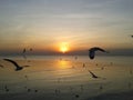 Sunset with Sea gull at Bangpu Thailand