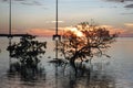 Florida Keys Sunset Islamorada mangroves Royalty Free Stock Photo