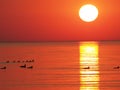 Sunset at sea in red with waterfowl silhouettes