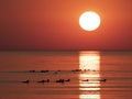 Sunset at sea in red with reflections and waterfowl silhouettes