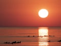 Sunset at sea with reflections and waterfowl silhouettes