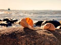 sunset sea  seashells on  stone rock  blue  sea summer  light  reflection on water wave  leisure  background nature landscape Royalty Free Stock Photo