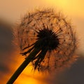 Sunset at sea, the sun sets over the horizon. Dandelion bathed in golden sunlight, the sun`s rays are reflected in the water Royalty Free Stock Photo