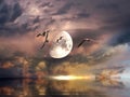 big moon and Seagull fly on stormy dramatic sky pink cloudy sunset at sea pastel color sun beam seascape nature landscape. Royalty Free Stock Photo