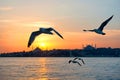 The sunset seabirds in Istanbul