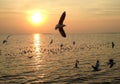 Sunset and seagull flying Royalty Free Stock Photo