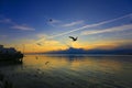Sunset with seagull Royalty Free Stock Photo