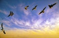 Sunset seagulls background