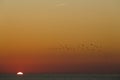 Sunset with seagulls flying over the sea. Royalty Free Stock Photo