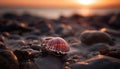 Sunset seashell spiral, beauty in nature foreground generated by AI