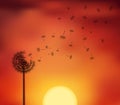 Sunset seed escape Royalty Free Stock Photo