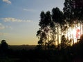 sunset, seen between eucalyptus trees, vegetation, field, site Royalty Free Stock Photo