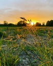 sunset seen through the grass growing in the field, rural atmosphere, meadow, grass in the field, the sun hiding behind the trees Royalty Free Stock Photo