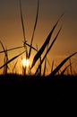 Sunset seen through grass