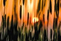 Sunset seen through wheat stalks.