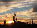 Sunset Sentries, Saguaro Sentinelles, Grandmother Cactus